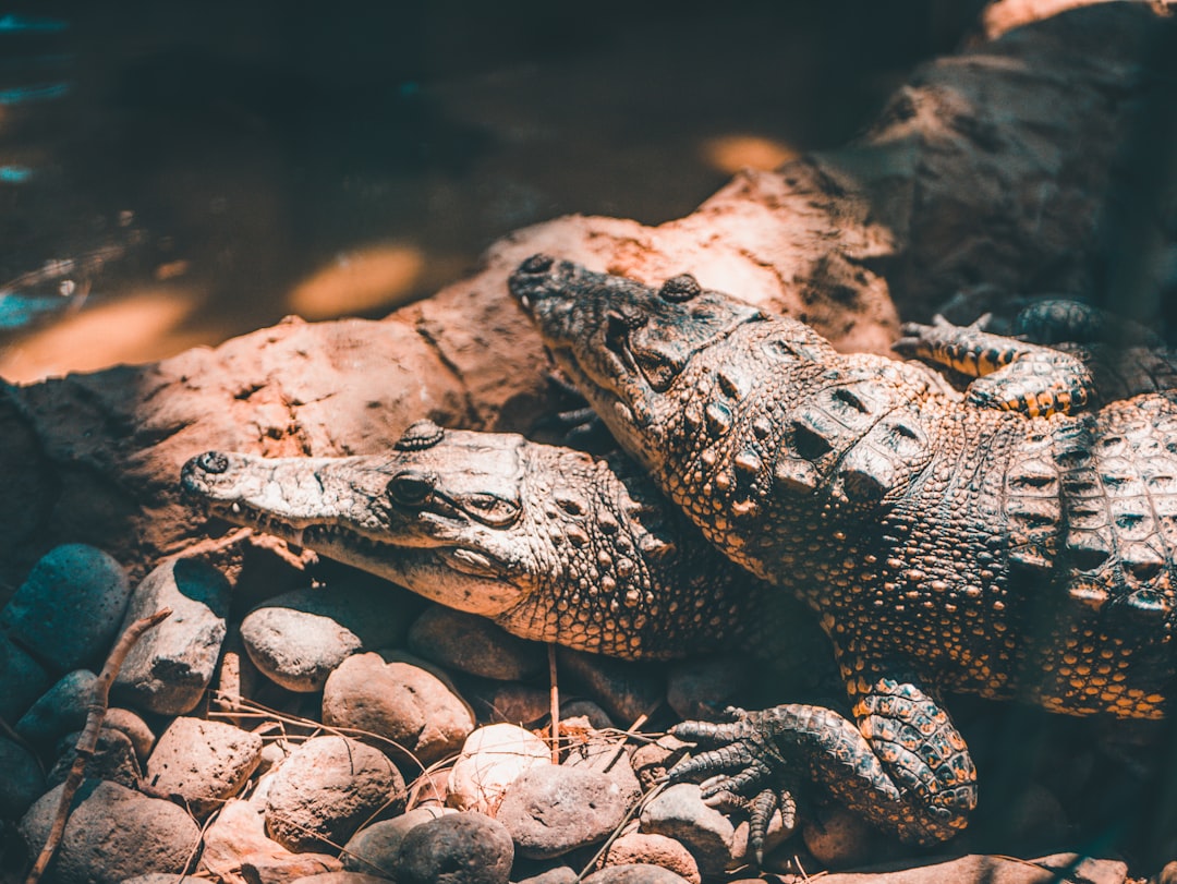 pourquoi le crocodile a nimes​ 2