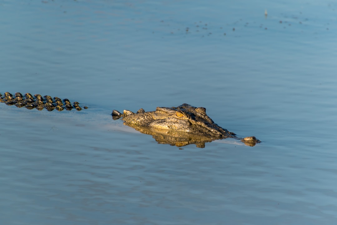 pourquoi le crocodile a nimes​ 3