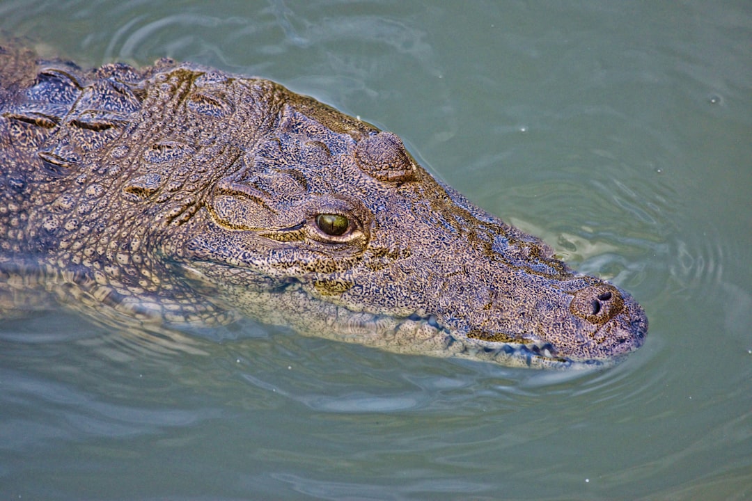 pourquoi le crocodile a nimes​ 4