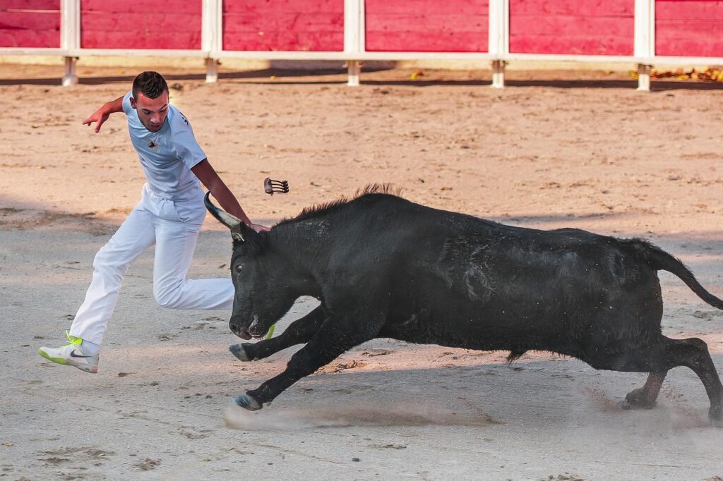 raseteur, camargue race, bull, black, horn, cattle, bull, bull, bull, bull, bull