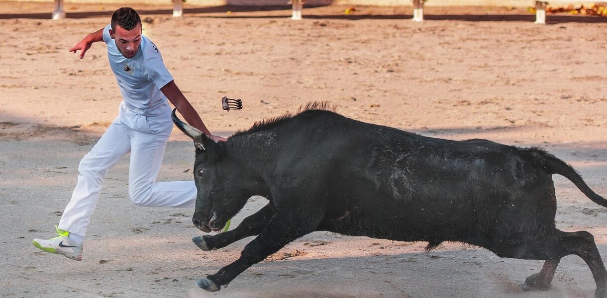 raseteur, camargue race, bull, black, horn, cattle, bull, bull, bull, bull, bull