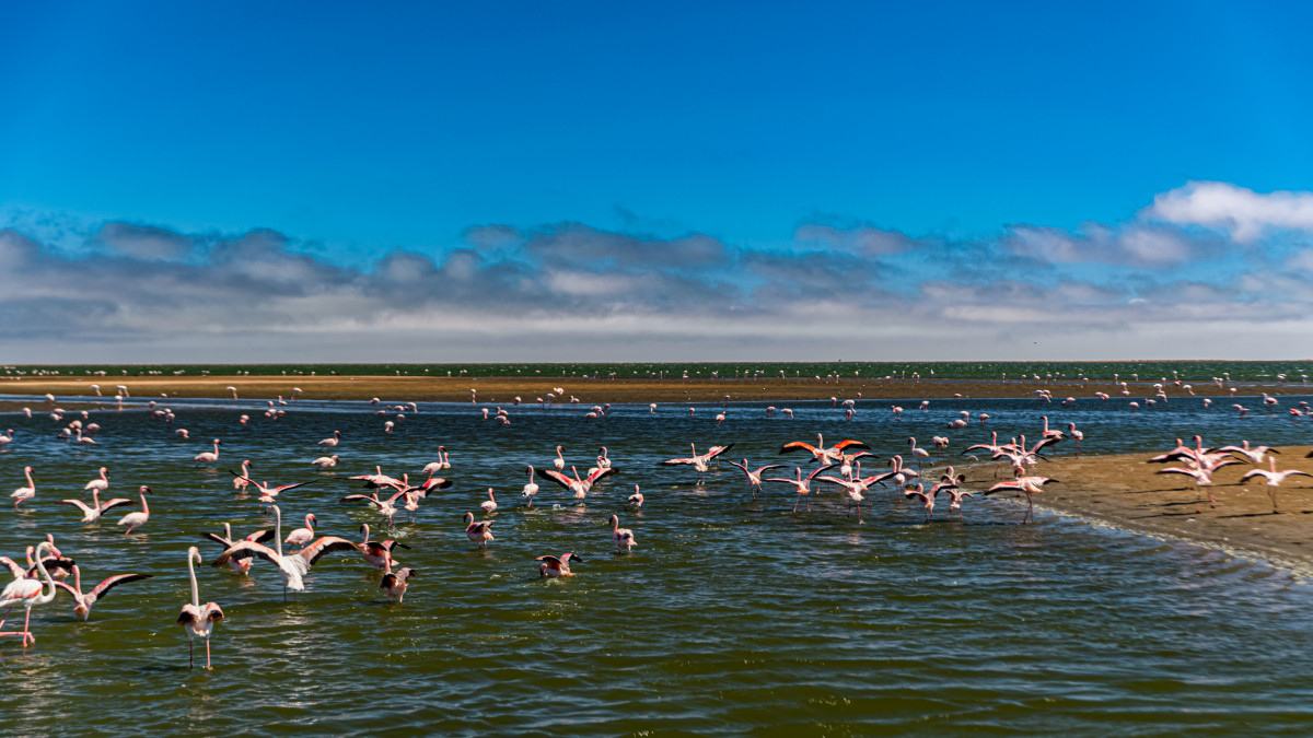 la belle Camargue et ses flamands roses