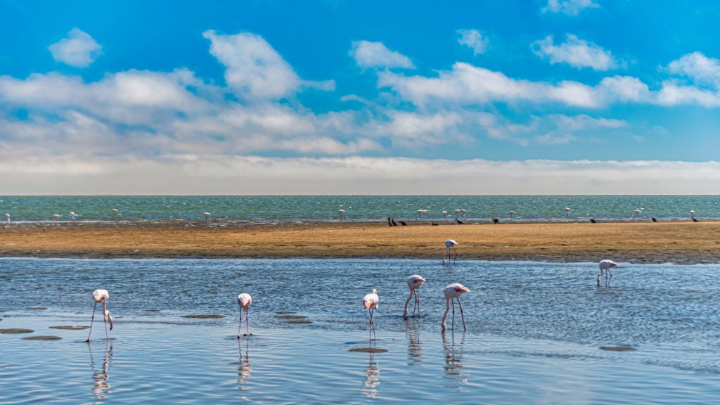 Séjour sur la côte camarguaise : traditions vivantes et plages sauvages entre Grau-du-Roi et Saintes-Maries !