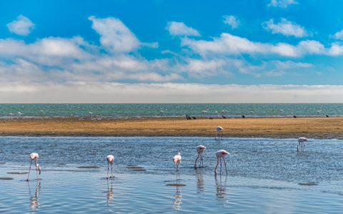 Séjour sur la côte camarguaise : traditions vivantes et plages sauvages entre Grau-du-Roi et Saintes-Maries !